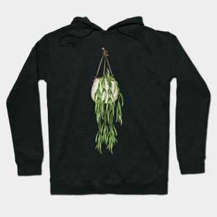 Hoya Linearis Hoodie